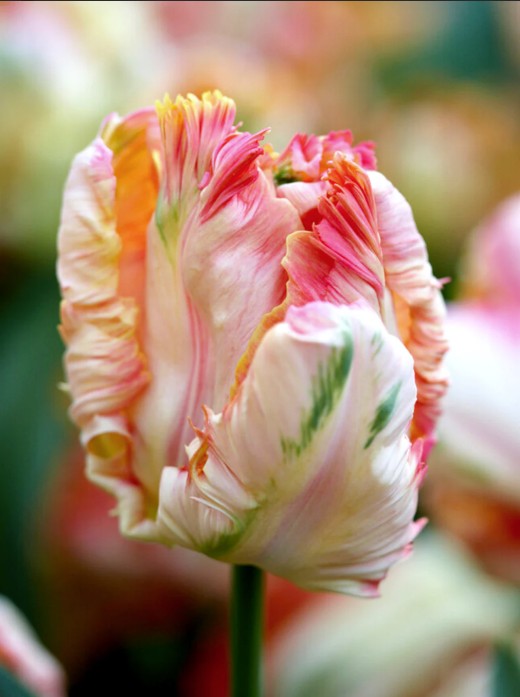 Apricot parrot tulips close up comprised of pinks, whites, and green. The tulip resembles watermelon