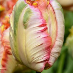 Apricot parrot tulips close up comprised of pinks, whites, and green. The tulip resembles watermelon