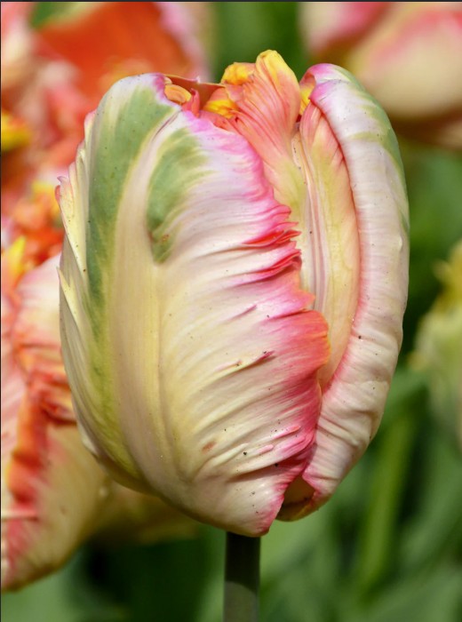 Apricot parrot tulips close up comprised of pinks, whites, and green. The tulip resembles watermelon
