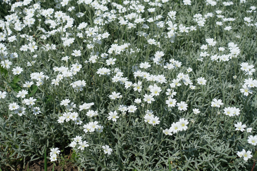Cerastium Tomentosum snow in summer live perennial plants for garden
