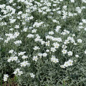 Cerastium Tomentosum snow in summer live perennial plants for garden