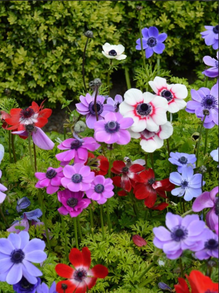 Anemone de Caen Flowers - mix of magenta, purples, denim blues and white flowers. Grown from anemone corms.