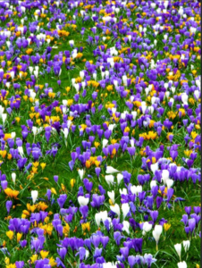 Spring blooming crocus in flower - bright shades of purple, yellow and white blooms. Grown from crocus bulbs.