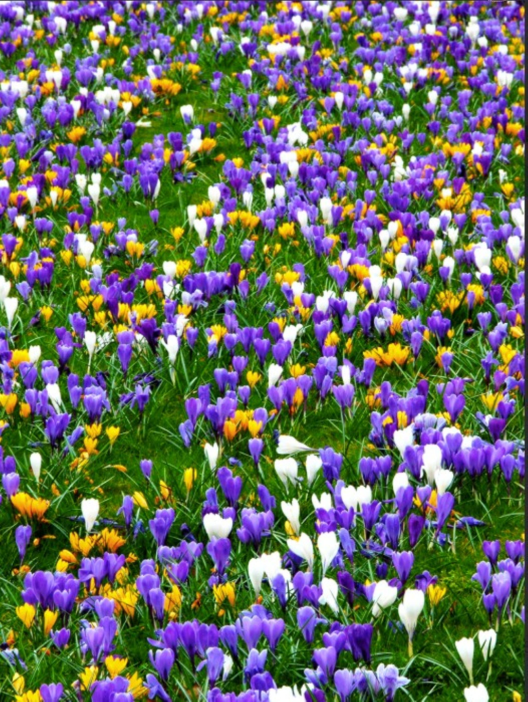 Spring blooming crocus in flower - bright shades of purple, yellow and white blooms. Grown from crocus bulbs.