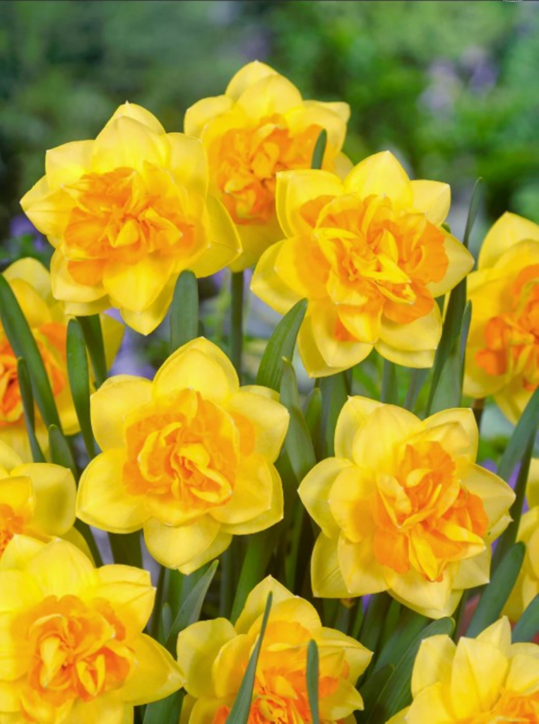 Vibrant canary yellow double daffodil flowers. Grown from daffodil bulbs.