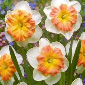 Daffodil Zinzi - white star shaped daffodil flower with burning orange yellow center