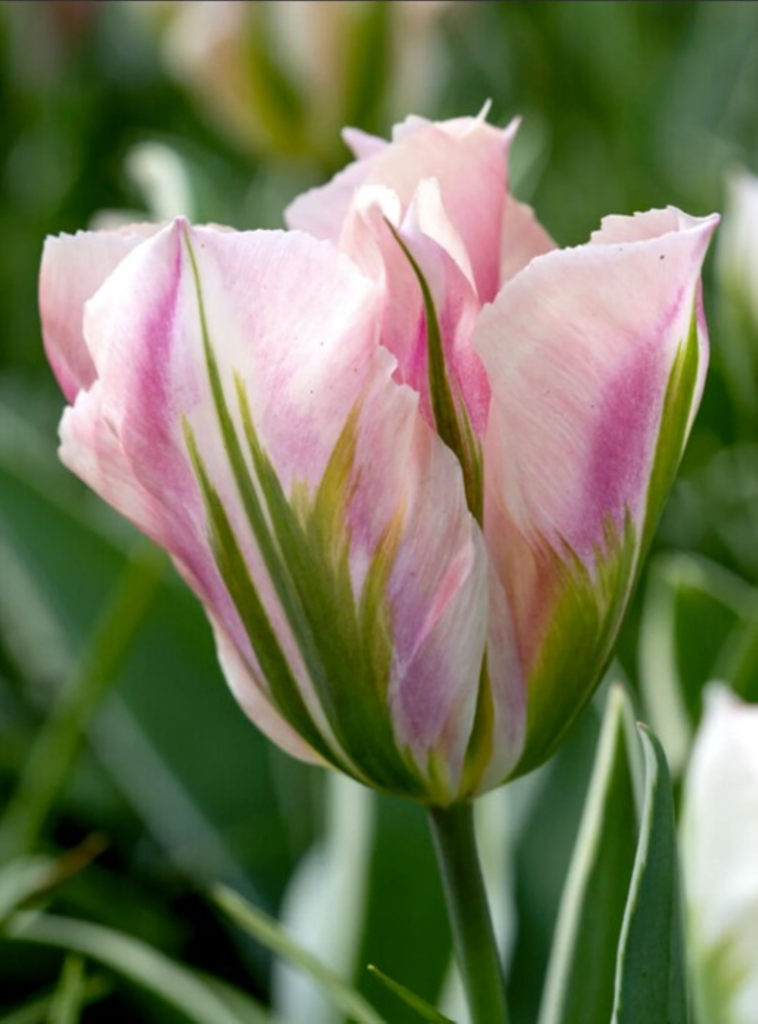 Tulip bulbs - China Town variety - faint pink tulip held by mottled green and yellowish white leaves. Green traditional tulip foliage, but outline in off-white yellow edges.