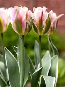 Tulip bulbs - China Town variety - faint pink tulip held by mottled green and yellowish white leaves. Green traditional tulip foliage, but outline in off-white yellow edges.