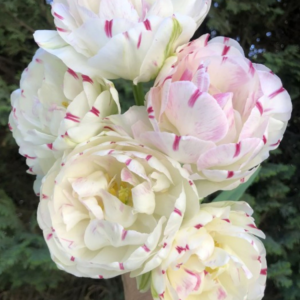 tulip flowers 'danceline' variety - pastel peony style tulips