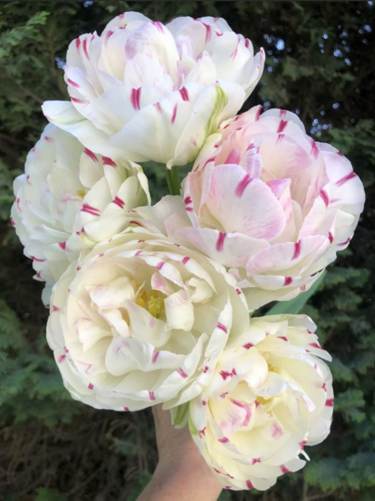 peony tulip - off white colored blossoms flecked with pinks, purples.