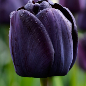 tulip 'queen of night' black tulip rests upon green stem