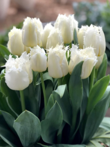 white tulips with white fringes.
