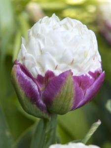Ice cream tulip - white and purple peony style tulip looks just like a scoop of ice cream