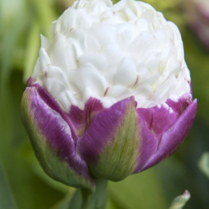 Ice cream tulip - white and purple peony style tulip looks just like a scoop of ice cream