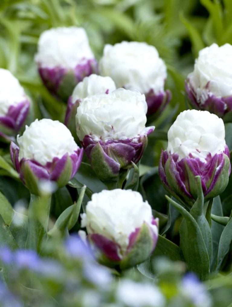 Ice cream tulip - white and purple peony style tulip looks just like a scoop of ice cream. Grown from tulip bulbs.