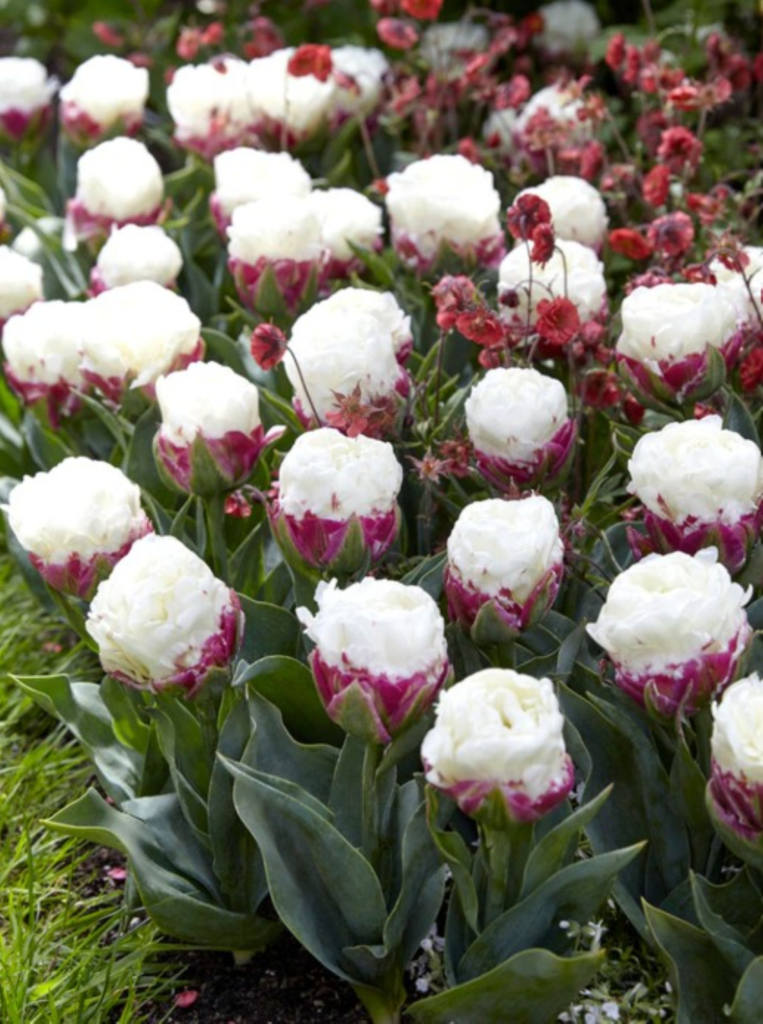 Tulip 'Ice cream' - white and purple peony style tulip looks just like a scoop of ice cream