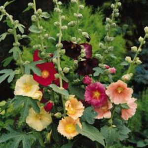 Hollyhock singles mix - colorful red, off-yellow and peach perennial flowers on tall upright stalks