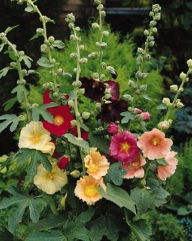 Hollyhock singles mix - colorful red, off-yellow and peach perennial flowers on tall upright stalks