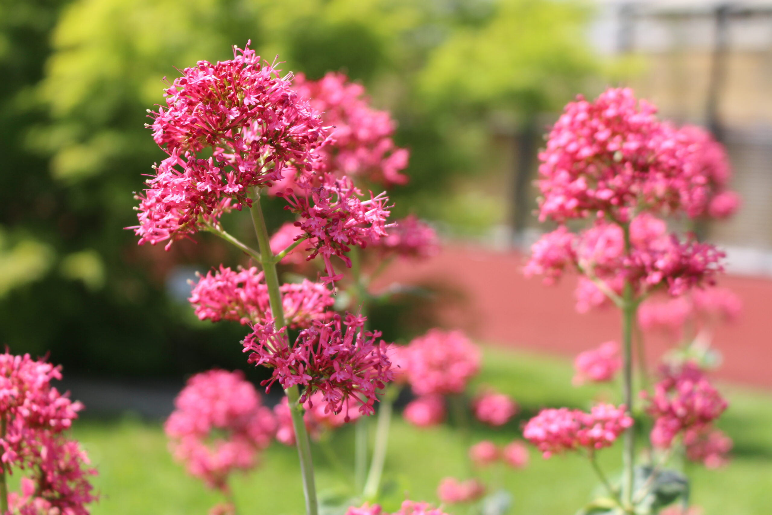 Centaranthus Red Valerian perennial flowers