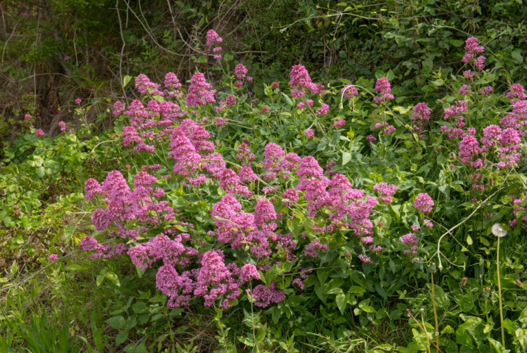 Centaranthus Red Valerian perennial flowers