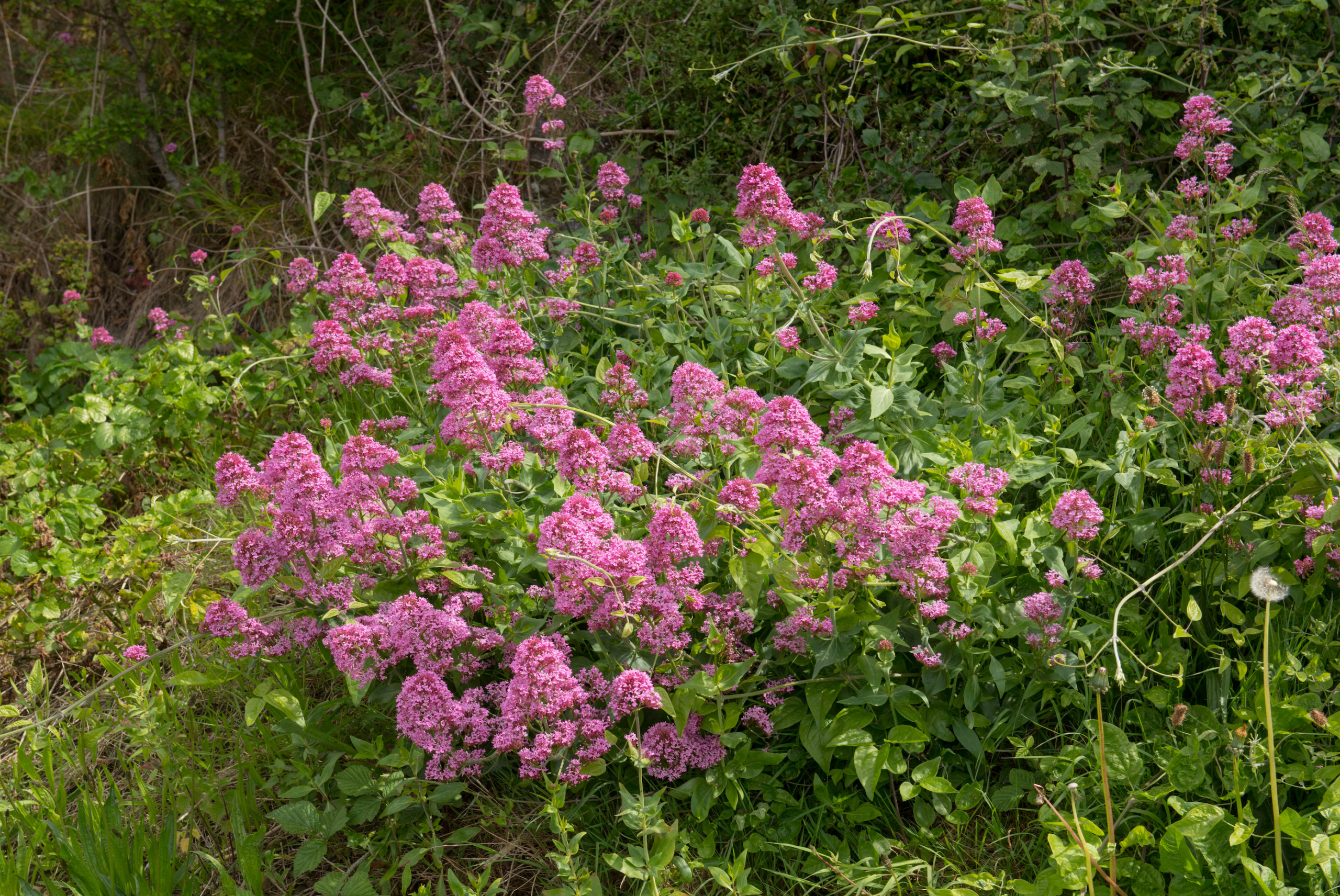 Red Valerian Centarathus Live Hardiness Zone 4-9 - Image 3