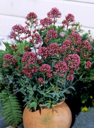 Red Valerian Centarathus Live Hardiness Zone 4-9 - Image 4