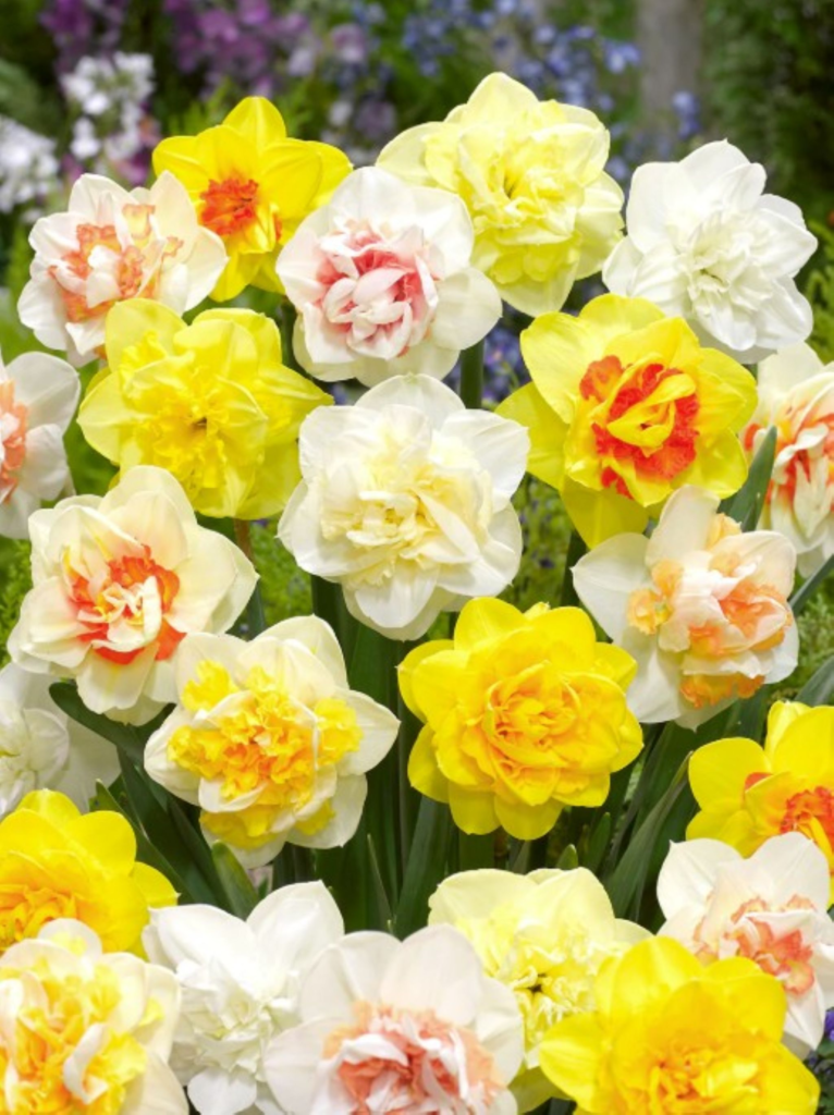Daffodil 'Double Mix' - double style flowers comprised of yellows, whites and deep orange. Grown from daffodil bulbs.