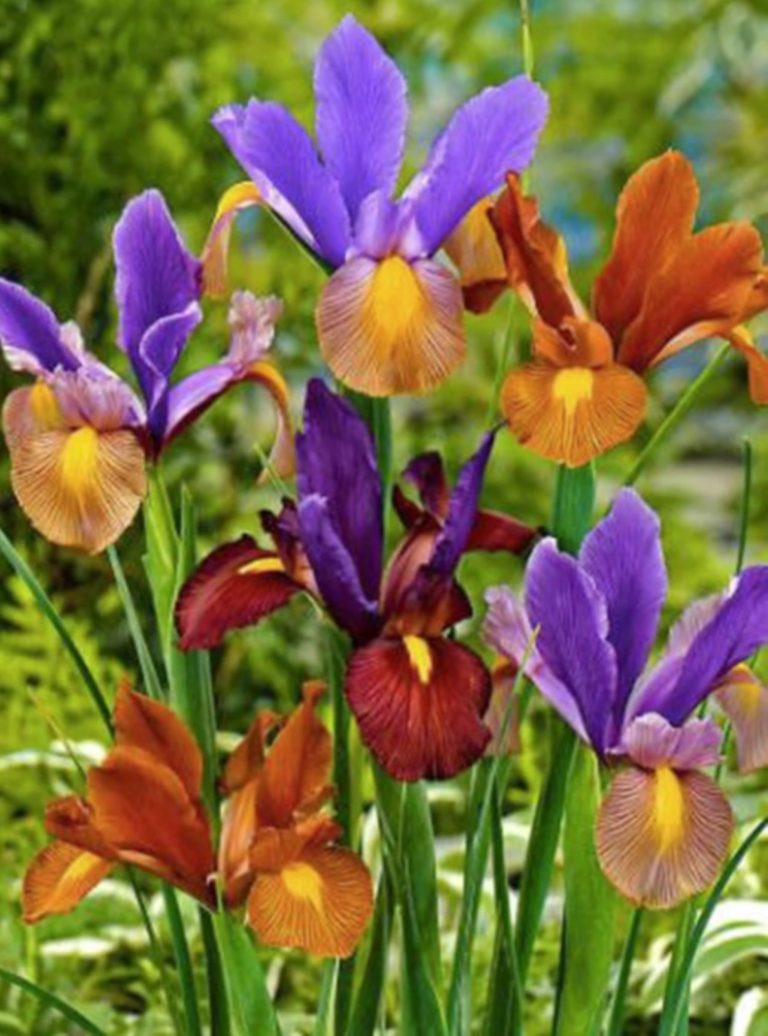 Dutch Iris Tiger Mix - brightly colored iris flowers of deep iridescent purple, burgandy red and oranges rest atop sturdy green stalks. Grown from Dutch Irish Bulbs.