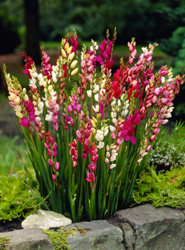 Tall Ixia flowers for garden border. Grown from Ixia bulbs.