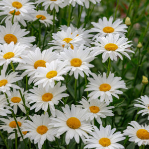 Classic white daisy flowers - Shasta daisy live plants