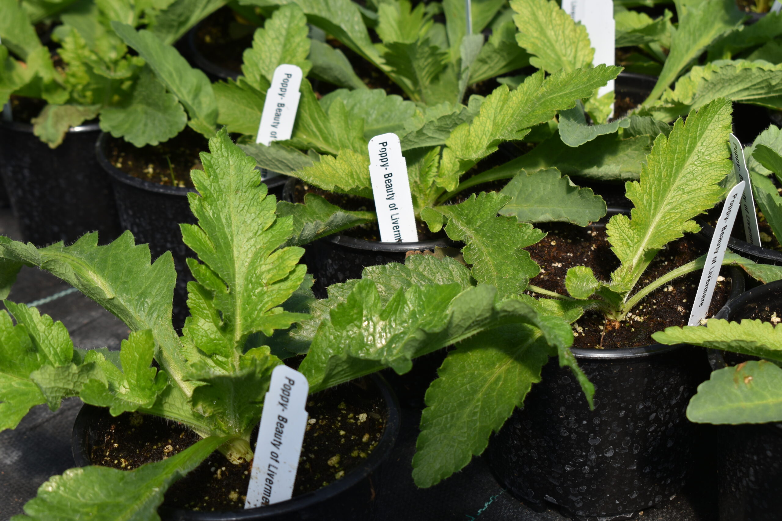 Young plant in greenhouse - papaver orientale - Poppy beauty of livermere