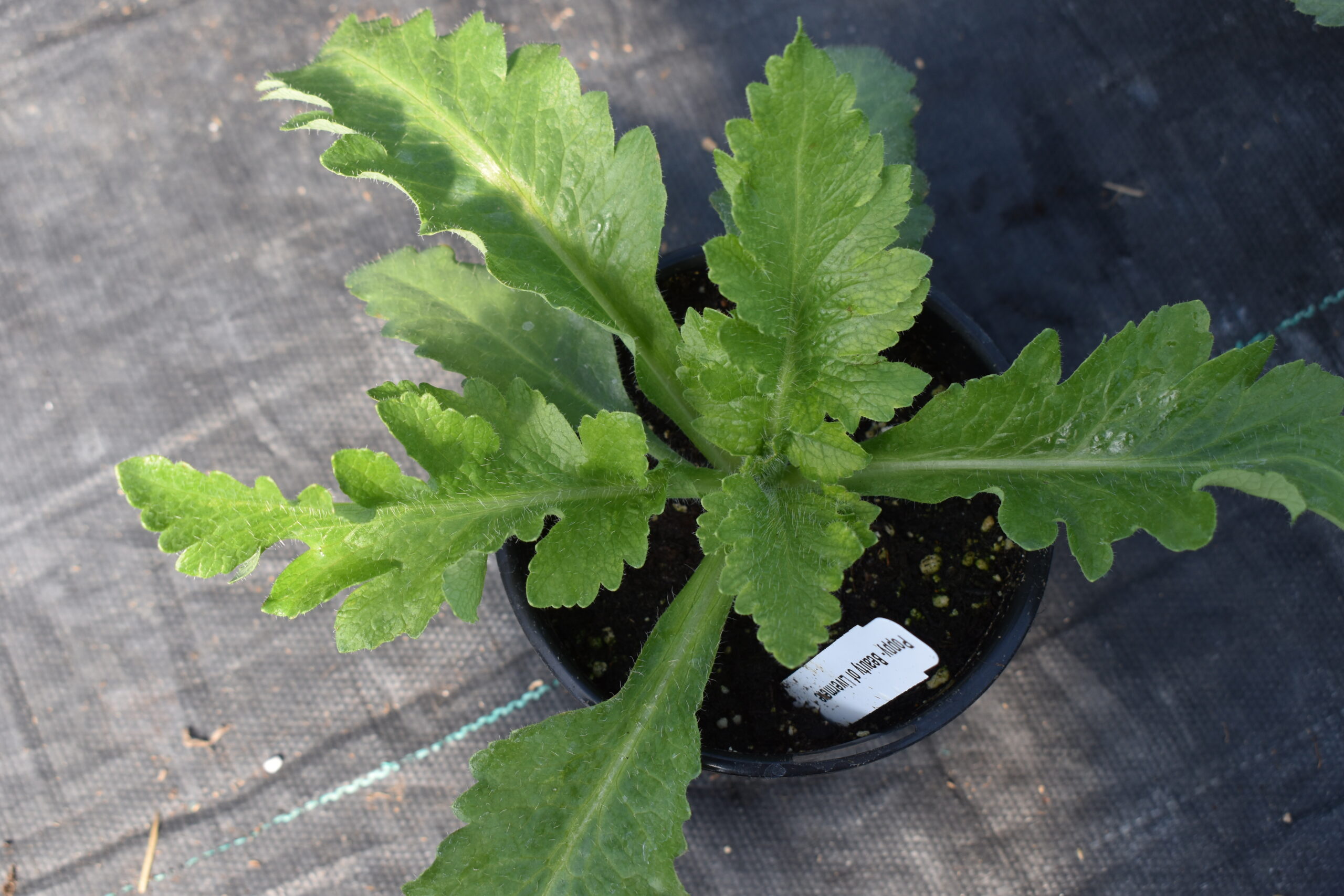 Young plant in greenhouse - papaver orientale - Poppy beauty of livermere