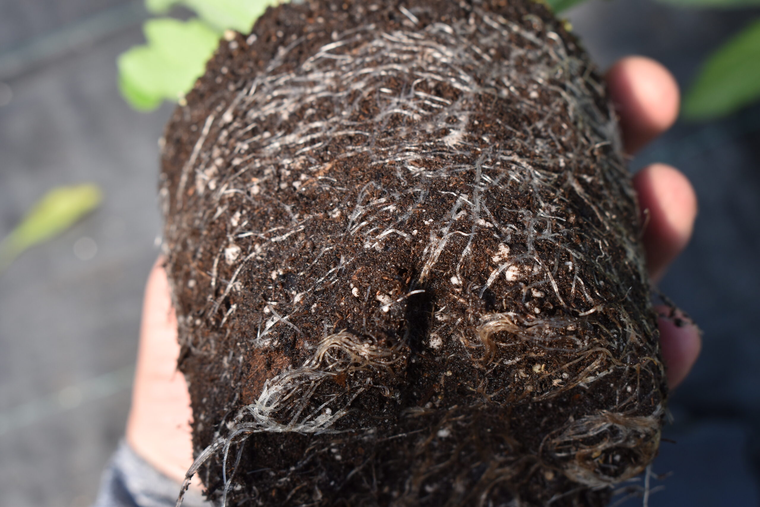 Robust roots of papaver orientale - Poppy beauty of livermere