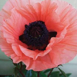 Oriental poppy Victoria Louise - Salmon pink poppy large flower with dark black center.