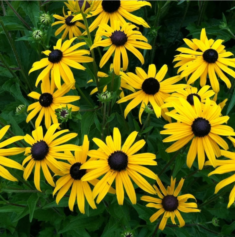 Rudbeckia Goldsturm - classic black-eyed Susan flowers of golden yellow with a dark black center.