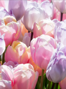pastel colored tulip flowers grown from tulip bulbs.