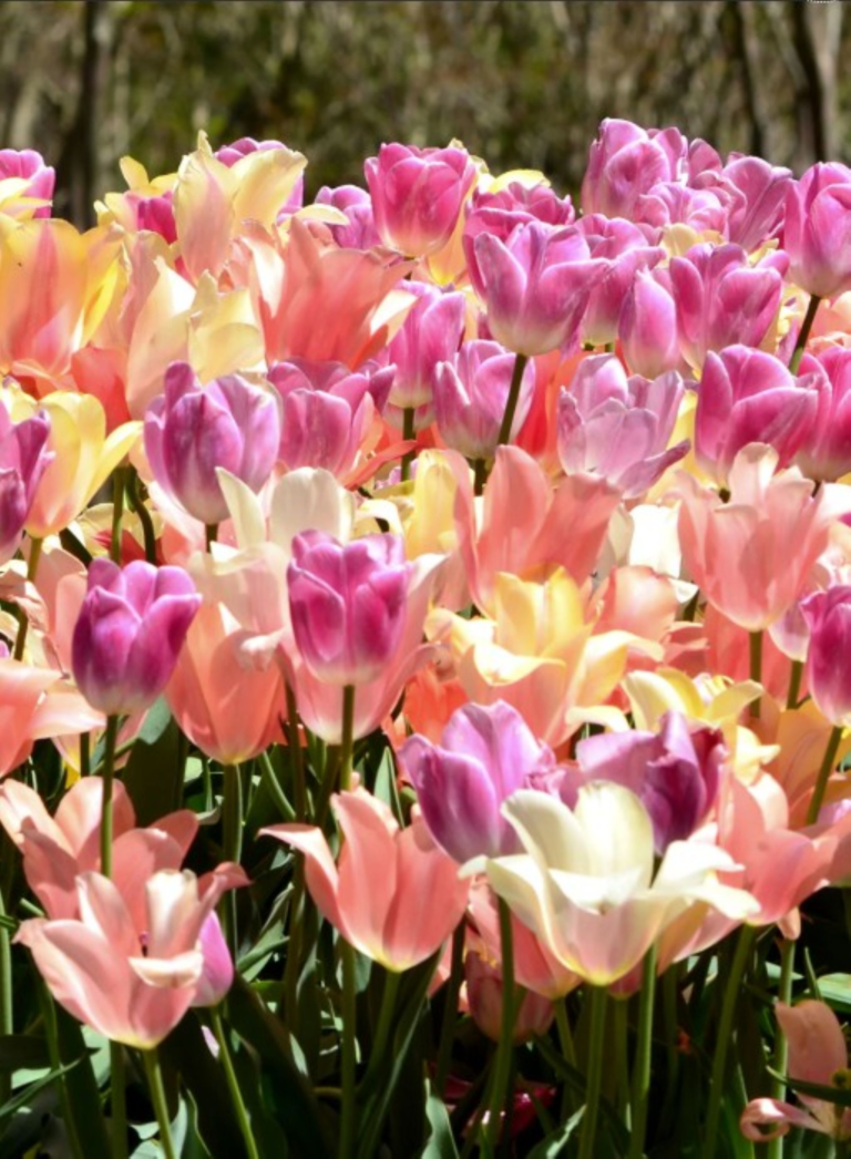 pastel colored tulip flowers