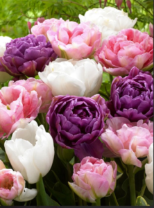 Tulip Double Bubble Mix - pastel pinks, purples and whites. Grown from tulip bulbs.