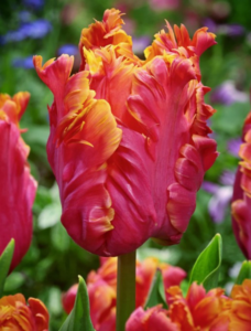 Tulip Flower 'Amazing Parrot' Reddish pink parrot style tulip