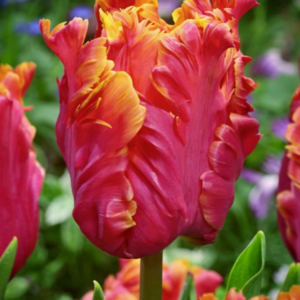 Tulip Flower 'Amazing Parrot' Reddish pink parrot style tulip