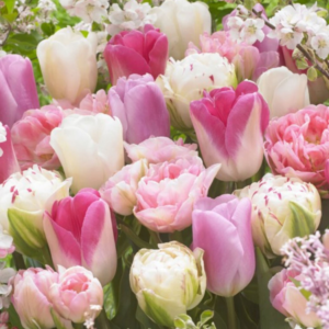 Array of pastel colored peony tulip flowers. Pinks, purples, off-white and magenta are the prominent shades in this mix.