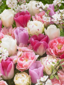 Array of pastel colored peony tulip flowers. Pinks, purples, off-white and magenta are the prominent shades in this mix. Grown from tulip bulbs.