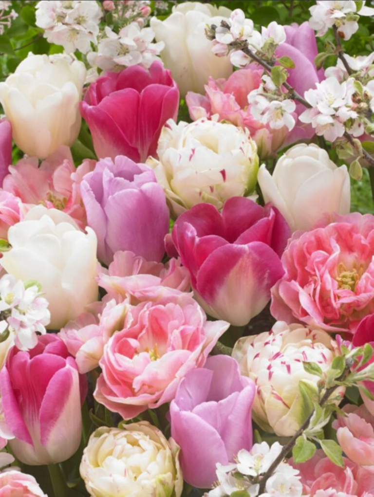 Array of pastel colored peony tulip flowers. Pinks, purples, off-white and magenta are the prominent shades in this mix.