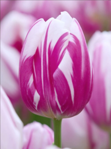 Rembrandt tulips 'Bojangles' - purple and white marbled closed tulip flower