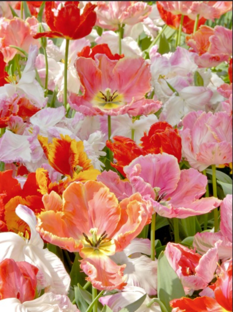 Tulip 'San Fran' mix of multi-colored parrot tulips of orange, red and pink. Grown from tulip bulbs.