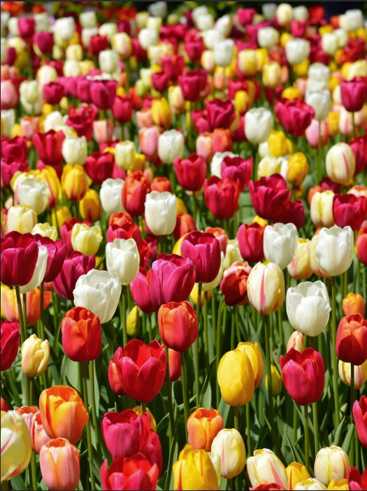 Multicolored tulips in full bloom, in shades of red, blush, yellows, deep pinks and whites. Grown from tulip bulbs