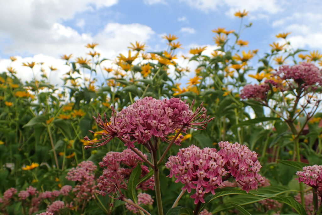 Pink Swamp Milkweed 'Cinderella' flowers