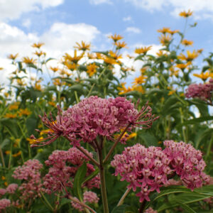 Pink Swamp Milkweed 'Cinderella' flowers