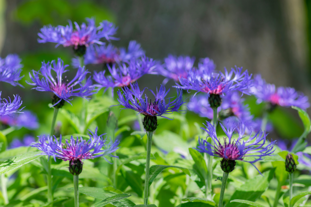 Montana blue bachelor's button flowers in bloom, wide shallow discus like blue flowers with iridescent pink centers