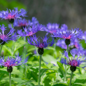 Montana blue bachelor's button flowers in bloom, wide shallow discus like blue flowers with iridescent pink centers